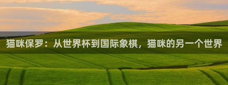 世界杯足球赛2026:猫咪保罗:从世界杯到国际象棋,猫咪的另一个世界